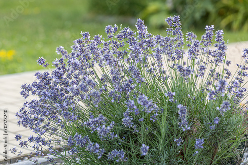 Close up of flowers of Lavandula angustifolia 'Munstead' in summer