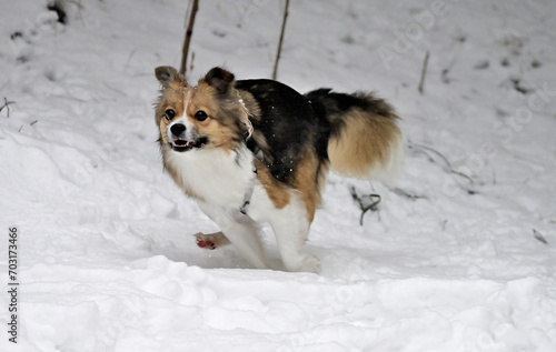 Wallpaper Mural dog in snow Torontodigital.ca