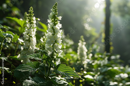Sunlight filters through a forest canopy, illuminating white foxglove flowers amidst lush green foliage