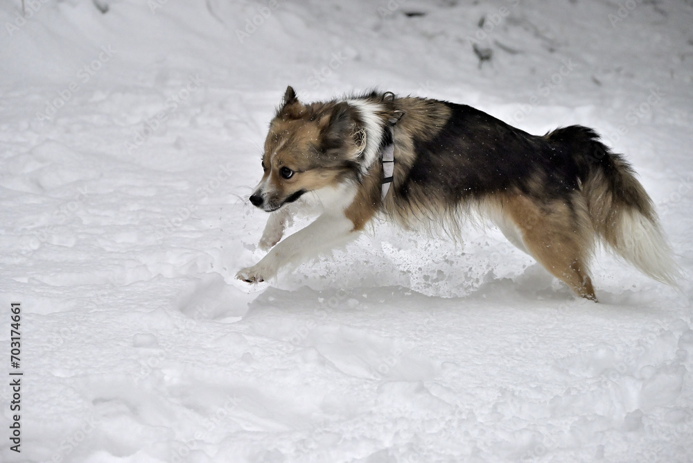 custom made wallpaper toronto digitaldog in snow