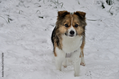 Wallpaper Mural dog in snow Torontodigital.ca