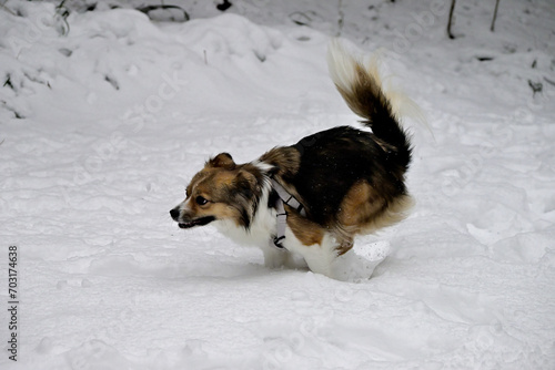 Wallpaper Mural dogs in snow Torontodigital.ca
