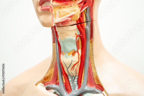 Bilde på lerret The throat, pharynx and larynx model anatomy for medical training course, teaching medicine education