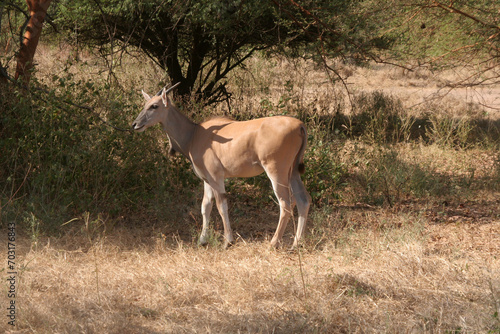 Bel antilope
