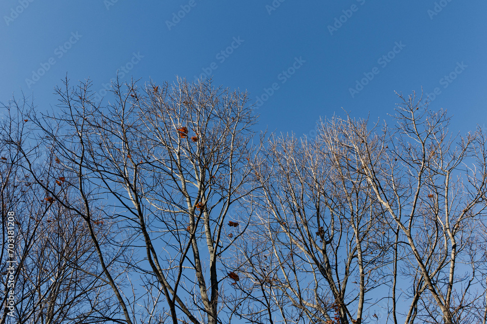 青い空と落葉樹