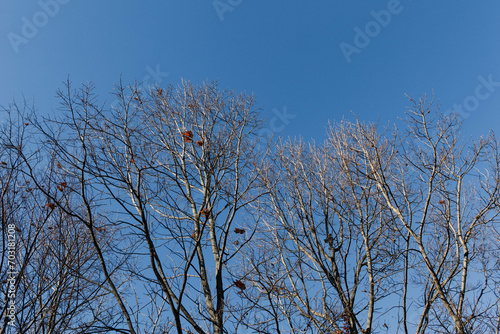 青い空と落葉樹