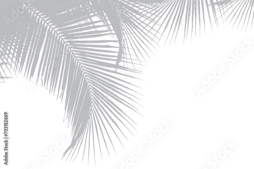 Abstract background of palm leaves or coconut leaves on top. Natural pattern, gray shadow. Copy space or empty. For advertisements, business cards, brochures and white backgrounds.