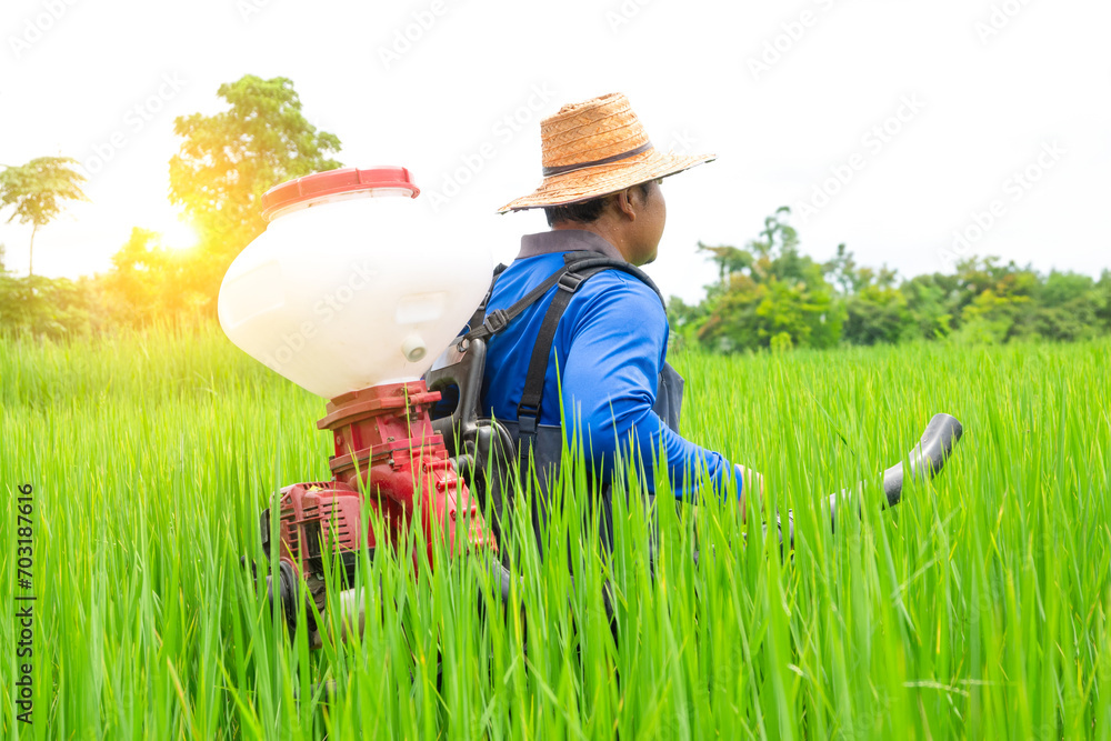 A farmer in Asia is spreading fertilizer on a green rice field A farmer in Asia is spreading fertilizer on a green rice field