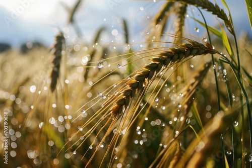 A close up view of a wheat field with water droplets. Perfect for showcasing the beauty of nature and agriculture