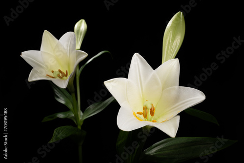 Die Lilien (Lilium) sind eine Pflanzengattung der Familie der Liliengewächse