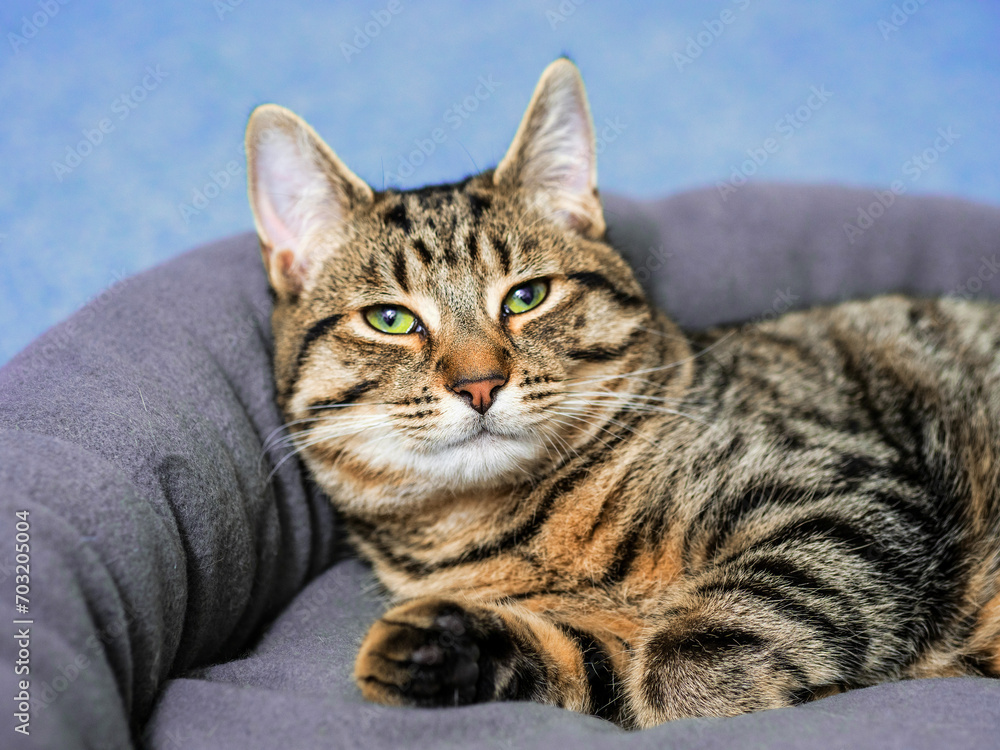 Cute tabby cat on a cat soft bed, Blue ocean color swimming pool in the background. Living in luxury concept. Relaxed looks of pet who has good people looking after him. Cute tabby cat on a cat soft bed, Blue ocean color swimming pool in the background. Living in luxury concept. Relaxed looks of pet who has good people looking after him.