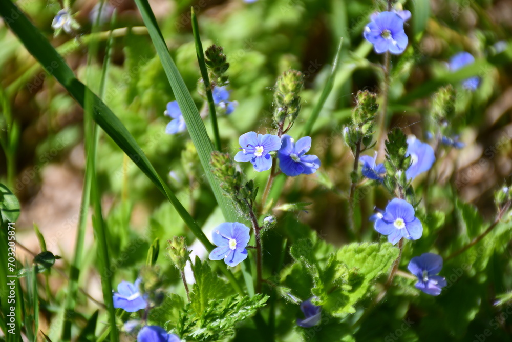 Blue flowers Veronica dubravnaya flower close-up Blue flowers Veronica dubravnaya flower close-up