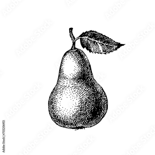 Hand drawn sketch fruit pear. Eco food background. Vector illustration