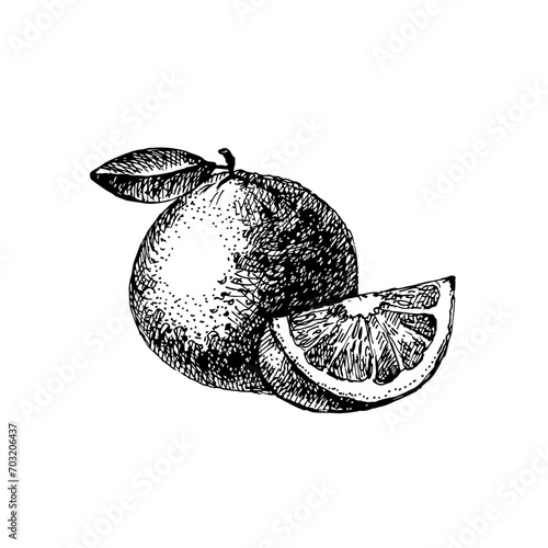 Hand drawn sketch fruit orange. Eco food background. Vector illustration