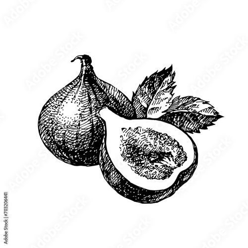Hand drawn sketch fruit fig. Eco food background. Vector illustration