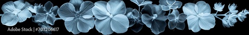 X-ray Flowers - flowers, x-ray, translucent, subtle, nature, romantic
