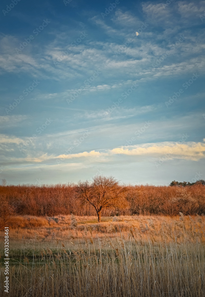 Bare trees season natural scene with dry grass fields. Idyllic rural landscape, late fall countryside