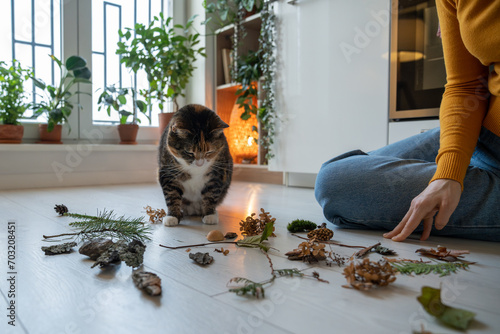 Curious cat sniffing natural object proposed by pet owner. Moss, twig, stone brought from park, used for to study the smells of natural objects, training, enrichment of mental activity lying on floor