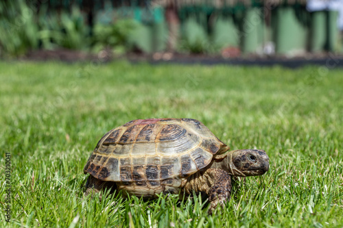 A land tortoise crawls on a green grass lawn during the day under the sun. Walk your pet