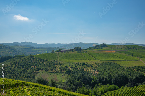vineyard in region © Elena