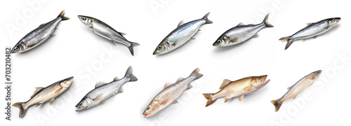 Collection of Haddock fish isolate on transparency background png 