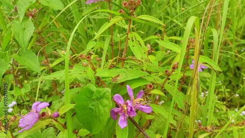 zoom out Melastoma Malabathricum plant. photo