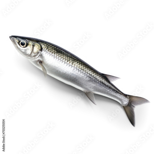 fish  isolate on transparency background png 