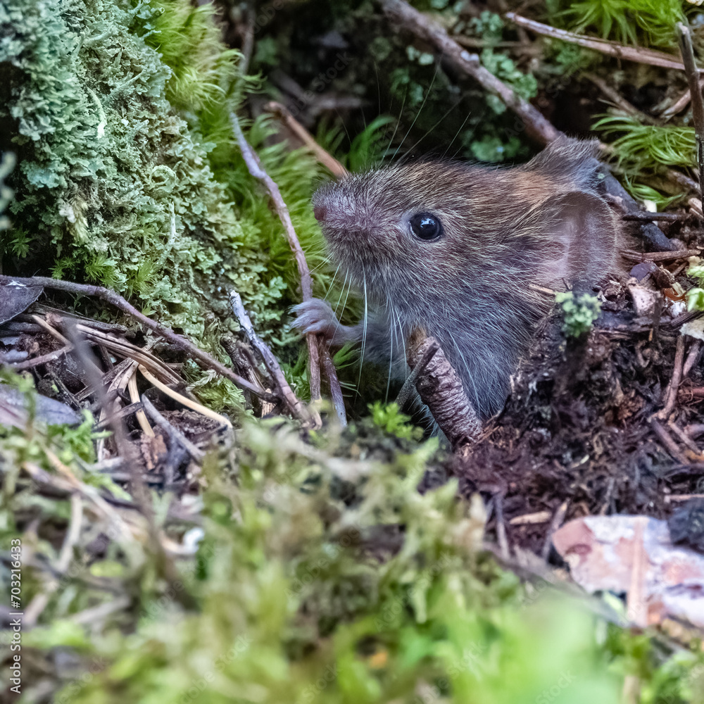 Bank vole