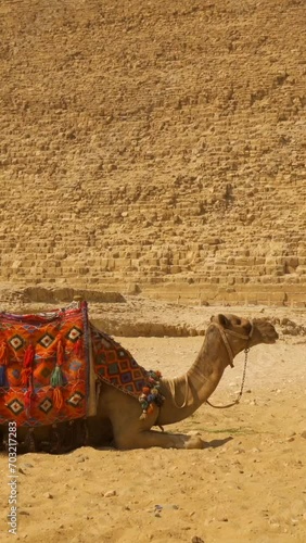 Cairo, Egypt; October 2020: Panning shot of local workers with camels next to the pyramid of Kefren in the pyramids of Ginza photo
