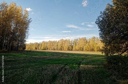 Fototapeta Naklejka Na Ścianę i Meble -  Cut wheat field on a clear day