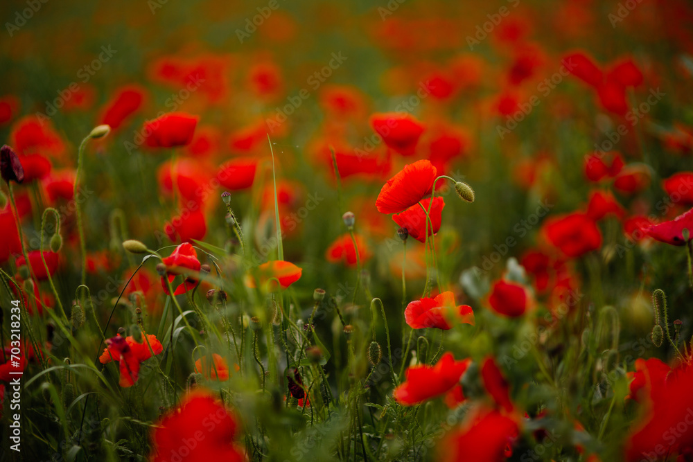Fototapeta premium red poppy field