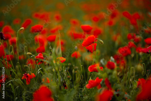 Fototapeta Naklejka Na Ścianę i Meble -  red poppy field