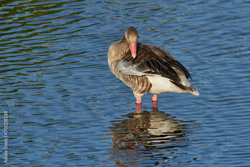 Graugans bei einer Rast in der Abendsonne  © Karin Jähne