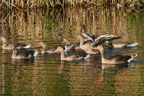 Graugans Familie im Sommer am Anklamer Stadtbruch in der Abendsonne 