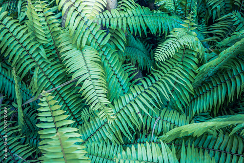 Beautiful fern leaves green texture in nature. Natural plants lush foliage blurred background. Close-up abstract fern plants in forest. Background nature concept, tranquil peaceful spring summer scene photo
