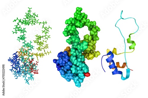 Structure of Proinsulin. Ribbons diagram and molecular models based on protein data bank entry 2kqp. Rainbow coloring from N to C. 3d illustration