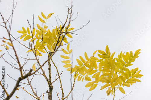 A tree with yellow branches and leaves found in a botanical garden. SOPHORA japonica - Winter Gold,  Styphnolobium japonicum - Aurea