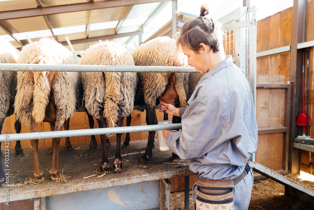Woman working on a farm milking sheep Woman working on a farm milking sheep