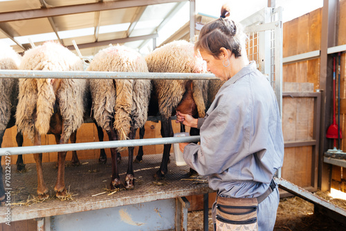 Woman working on a farm milking sheep