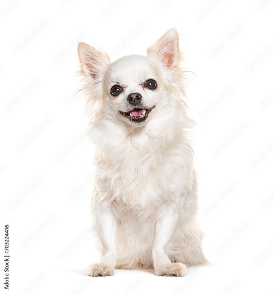 Cute white Chihuahua panting anf looking at the camera, isolated on white