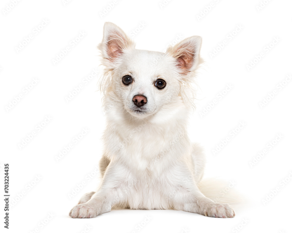 Chihuahua looking at the camera lying down in front of a white background