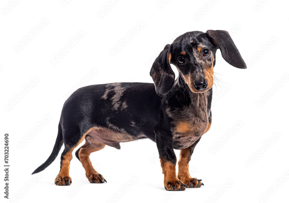 Side view of a Blue merle bicolor Dachshund looking at the camera, Isolated on white Side view of a Blue merle bicolor Dachshund looking at the camera, Isolated on white