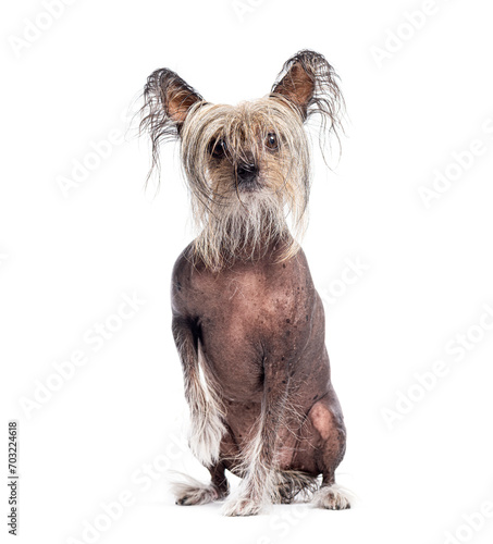 Sitting Chinese Crested Dog looking at the camera through its shaggy hair, Isolated on white