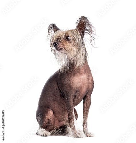 Sitting Chinese Crested Dog looking away through its shaggy hair, Isolated on white