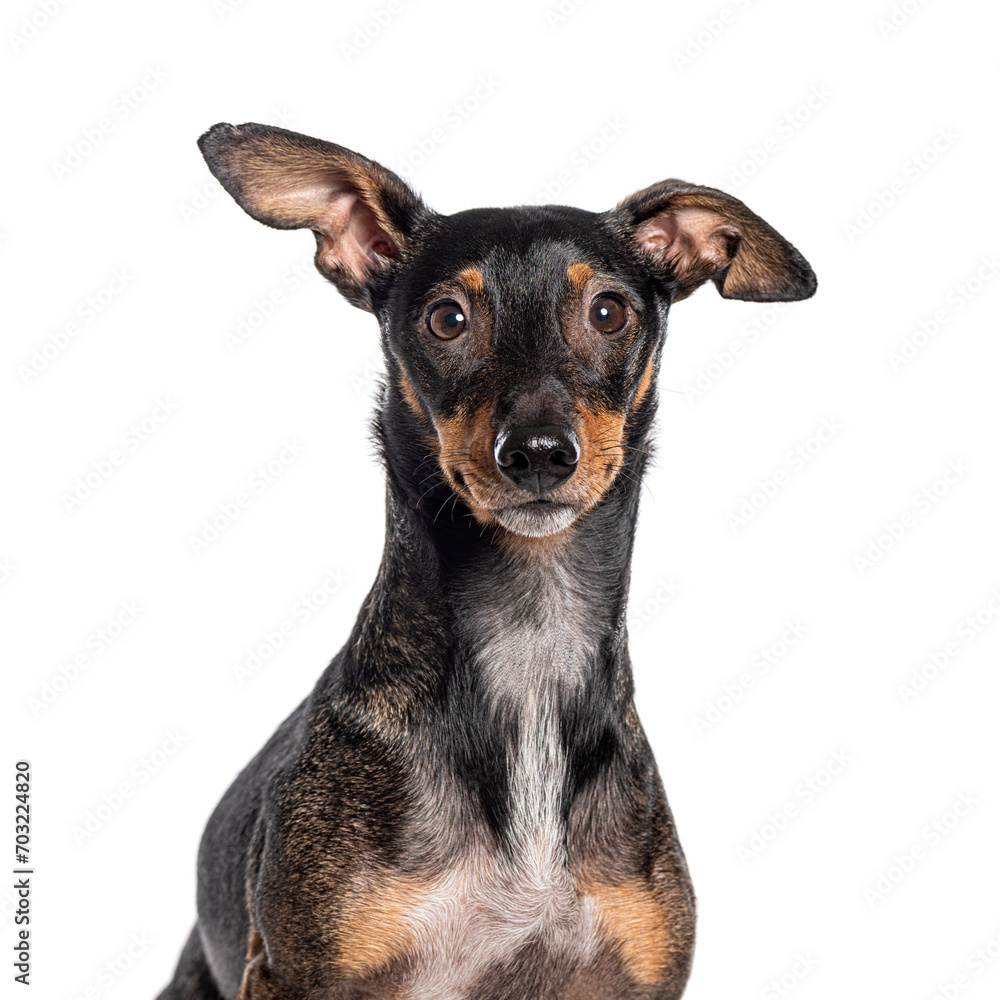 Head shot of a Mongrel Dachshund with miniature Pinscher, Isolated on wite Head shot of a Mongrel Dachshund with miniature Pinscher, Isolated on wite