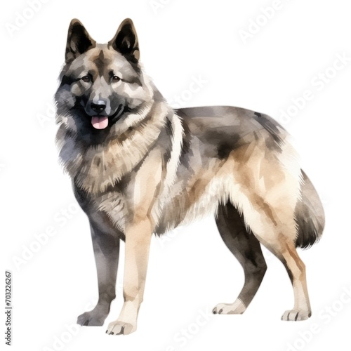 Norwegian Elkhound dog breed watercolor illustration. Cute pet drawing isolated on white background. photo