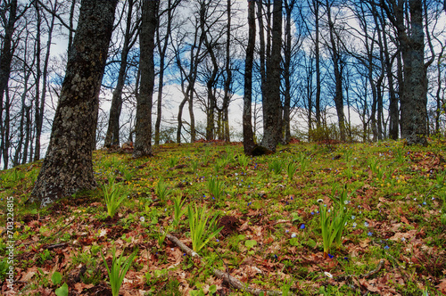 Foresta e sottobosco