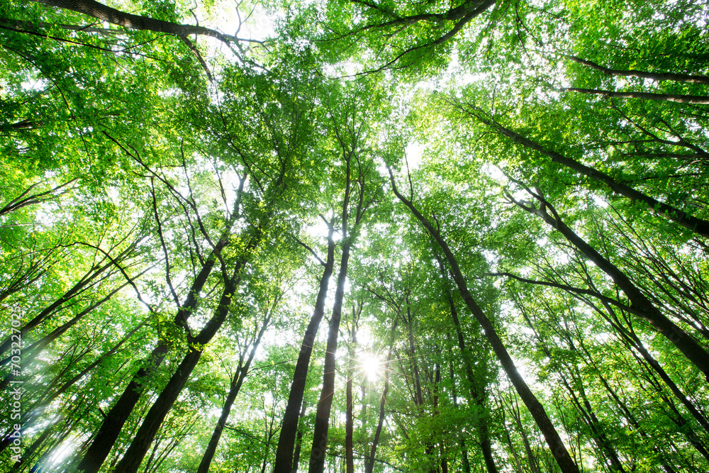 Forest trees. nature green wood sunlight backgrounds Forest trees. nature green wood sunlight backgrounds