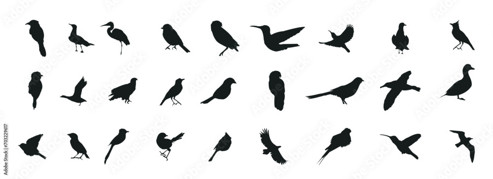 Bird silhouette collection. Birds of prey vector silhouettes collection. Black bird silhouette collection. Set of black bird silhouette isolated - obrazy, fototapety, plakaty 