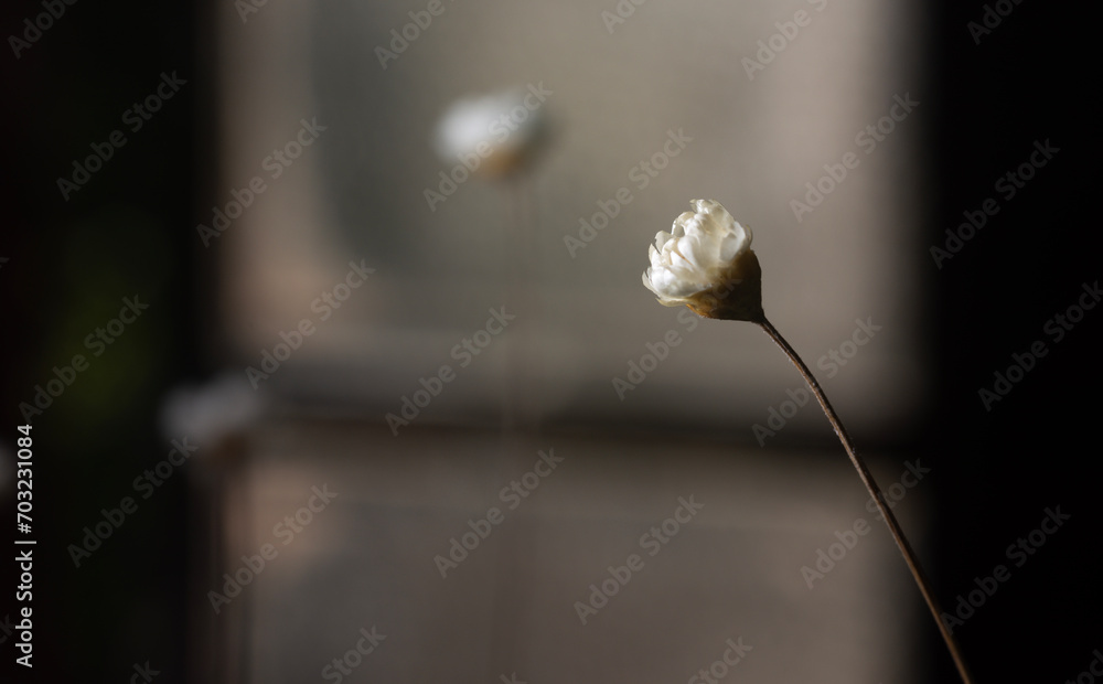 A beautiful flower called live-forever. Nature. Beauty. A beautiful flower called live-forever. Nature. Beauty.